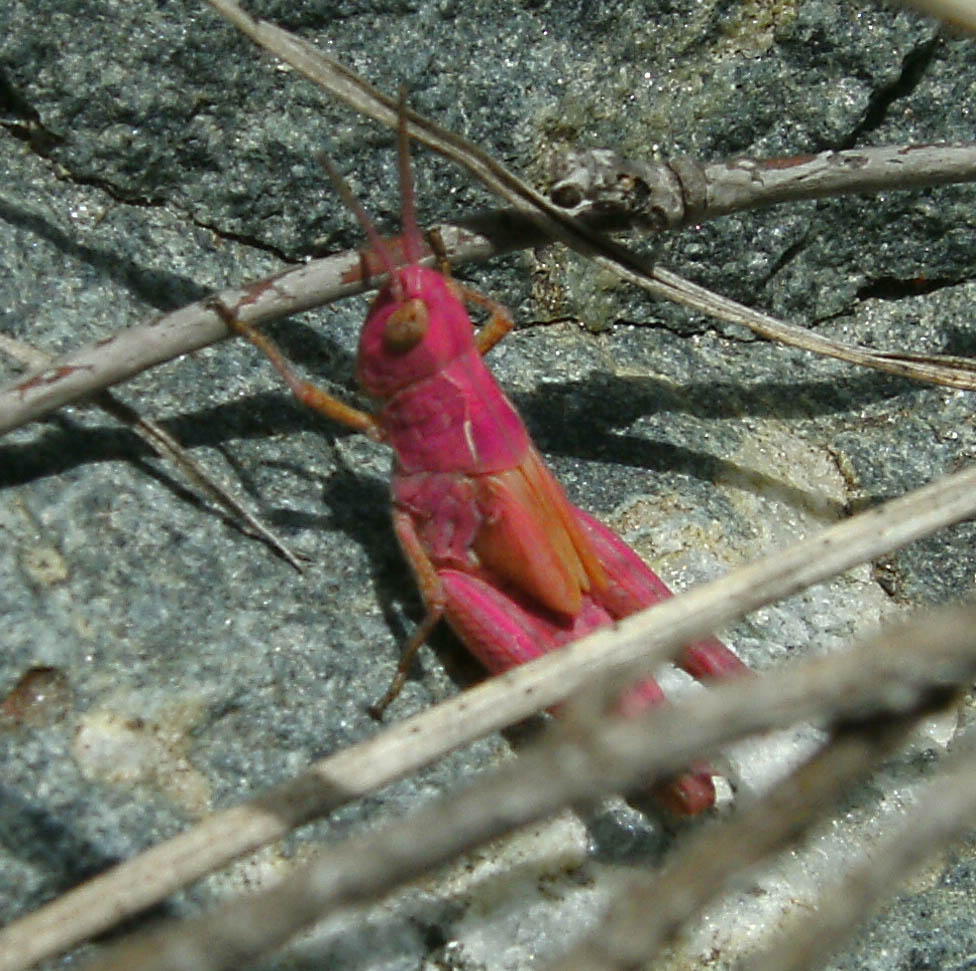 Cavalletta rosa da determinare